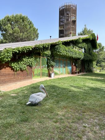 Dalmatian pelican at Karavasta lagoon