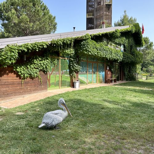 Dalmatian pelican at Karavasta lagoon